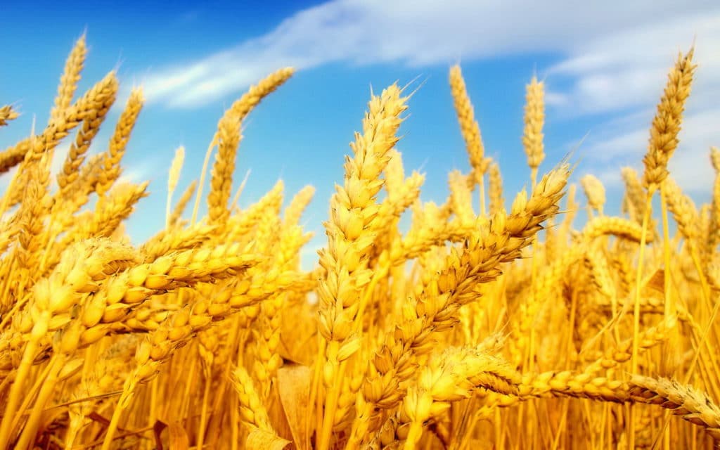 Wheat_Fields_Wallpapers_laba.ws