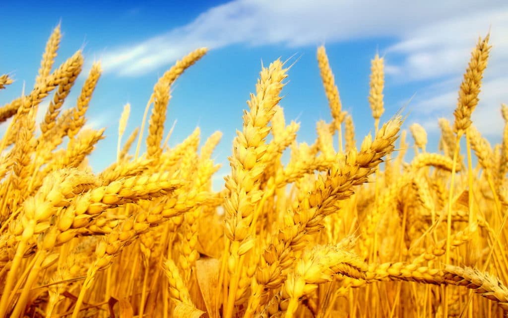 Wheat_Fields_Wallpapers_laba.ws