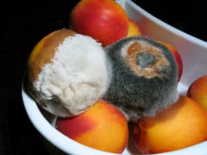 Moldy_nectarines